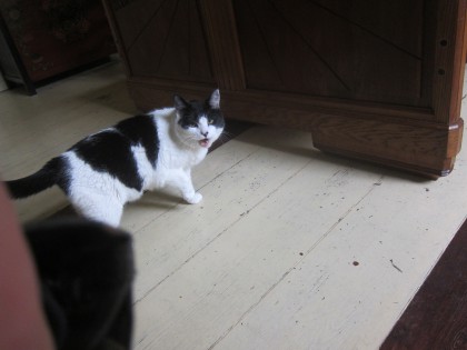 Котег
